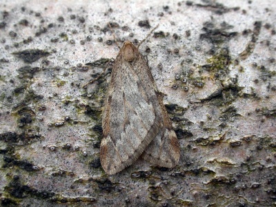 March moth (Alsophila aescularia) Kenneth Noble